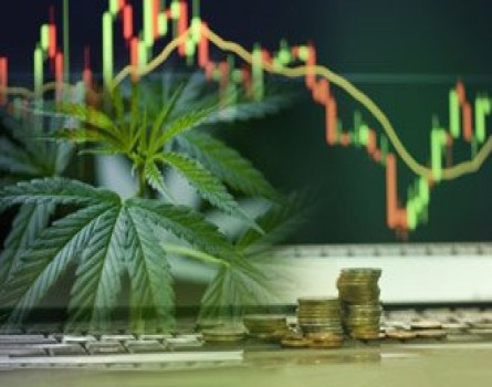 Cannabis Investment